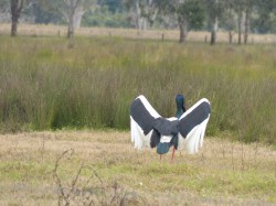 jabiru