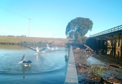 pelicans